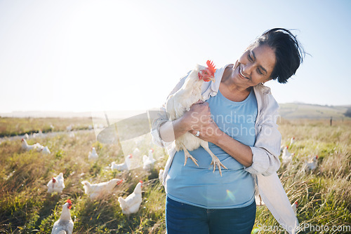 Image of Farm, agriculture and a woman outdoor with a chicken for animal care, development and small business. Farming, sustainability and farmer person with organic or free range produce in countryside