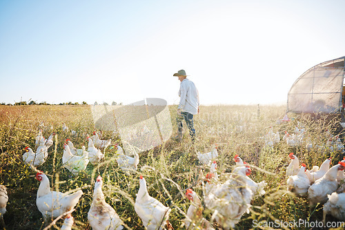 Image of Walking, nature or farmer farming chicken on grass field harvesting poultry livestock in small business. Dairy production or person with animal, hen or rooster for sustainability or agro development