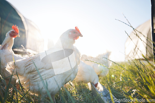 Image of Agriculture, nature and sustainability with chicken on farm for food, eggs production and livestock. Nutrition, poultry and health with animals in countryside field for free range and meat industry