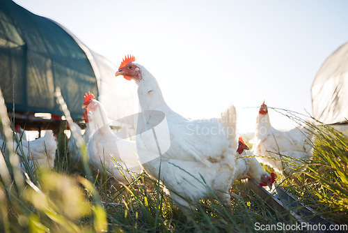 Image of Agriculture, nature and health with chicken on farm for sustainability, eggs production and livestock. Nutrition, poultry and food with animals in countryside field for free range and meat industry