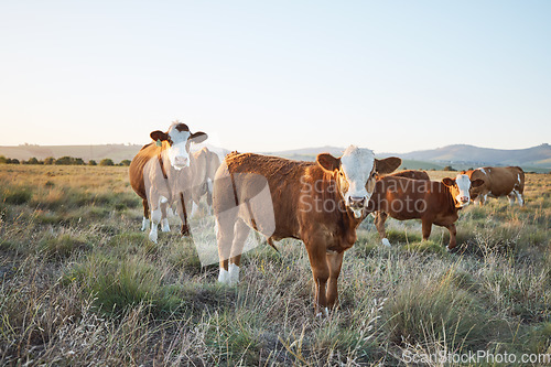 Image of Sustainable, live stock and cows on a farm in the countryside for eco friendly environment. Agriculture, animals and herd of cattle for meat or dairy or beef trade production industry in grass field.