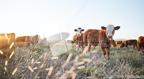 Image of Agriculture, live stock and cows on a farm in the countryside for eco friendly environment. Sustainable, animals and herd of cattle for meat or dairy or beef trade production industry in grass field.