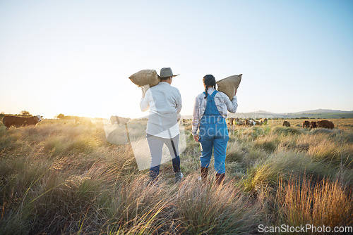 Image of People, bag or farmers walking to cattle on field harvesting poultry livestock in small business together. Dairy production, teamwork or women carrying sack for animal growth or cattle in nature