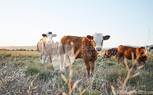 Image of Agriculture, nature and cows on a farm in countryside for eco friendly sustainable environment. Livestock, animals and herd of cattle for meat, dairy or beef trade production industry in grass field.