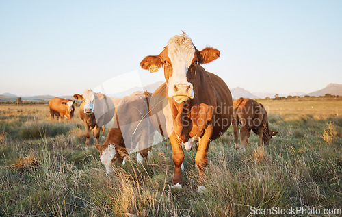 Image of Nature, livestock and cows on a farm in countryside for eco friendly agriculture environment. Sustainable, animals and herd of cattle for meat, dairy or beef trade production industry in grass field.