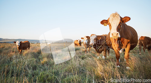 Image of Livestock, sustainable and herd of cattle on a farm in the countryside for eco friendly environment. Agriculture, animals and cows for meat, dairy or beef trade production industry in a grass field.