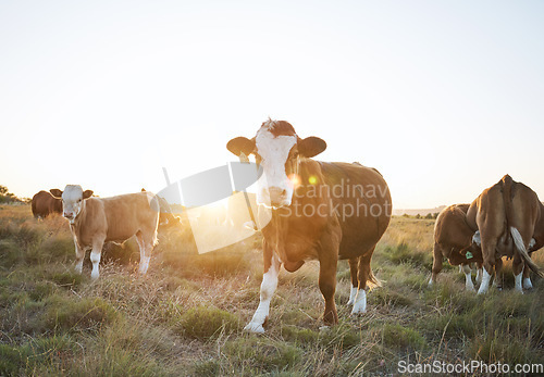 Image of Sustainability, livestock and cattle on a farm in the countryside for eco friendly environment. Agriculture, animals and herd of cows for meat, dairy or beef trade production industry in grass field.