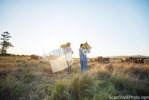 Image of People, sack or farmers walking to cattle on field harvesting or farming livestock in small business together. Dairy production, teamwork or women carrying bags for animal growth or cows in nature