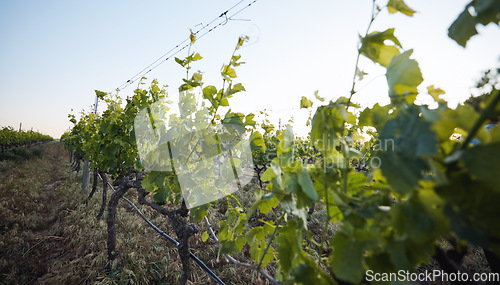 Image of Agriculture, vineyard and closeup of leaves, sustainability and countryside, environment and harvest. Green, plants and crops with soil, land and eco friendly agro business, growth and nature