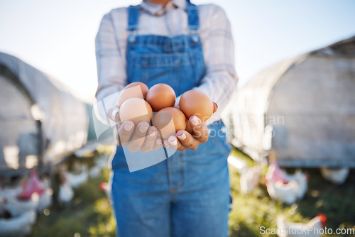 Image of Woman with eggs in hands, farm and chickens on grass in sunshine in countryside field with sustainable business. Agriculture, poultry farming and farmer holding produce for food, nature and birds.