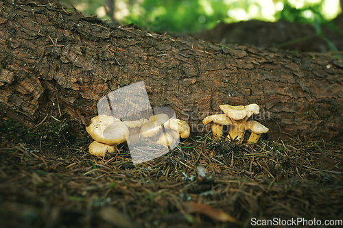 Image of chanterelle mushroom in natural habitat