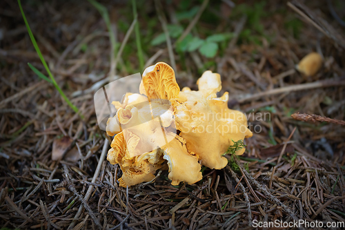 Image of chanterelles in the woods