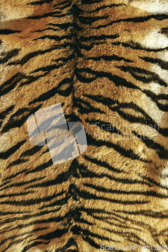 Image of colorful tiger pelt