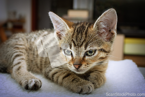 Image of cute domestic kitten portrait