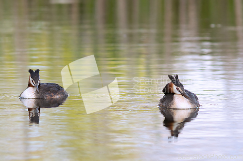 Image of great crested grebe couple