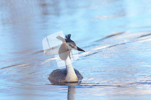 Image of male great crested grebe on pond