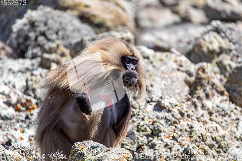 Image of endemic Gelada in Simien mountain, Ethiopia