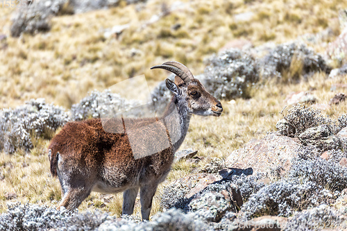 Image of rare Walia ibex in Simien Mountains Ethiopia