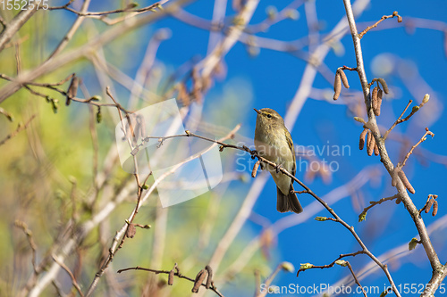 Image of small song bird Willow Warbler, Europe wildlife