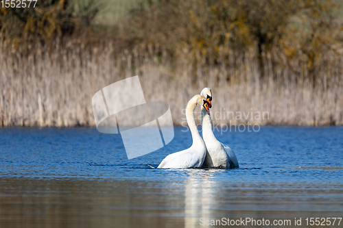 Image of Wild bird mute swan in spring on pond