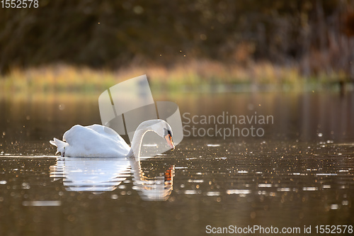 Image of common big bird mute swan on evening pond