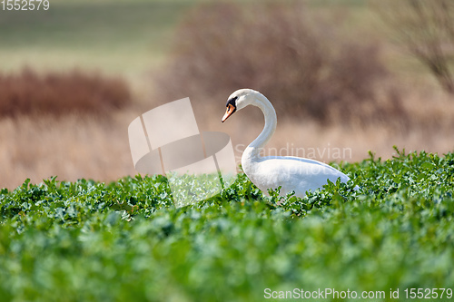 Image of common big bird mute swan on green rape field