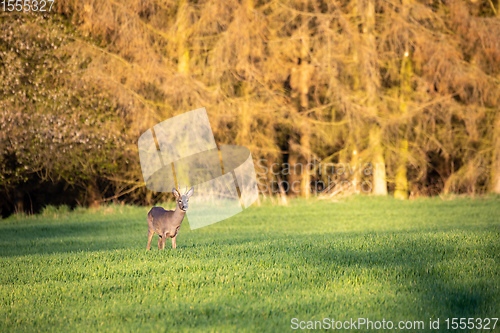 Image of European roe deer near village europe wildlife