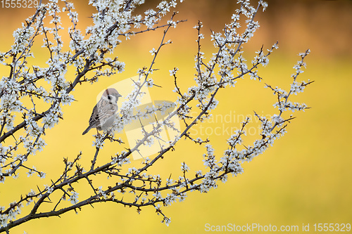 Image of Eurasian tree sparrow in flowering tree