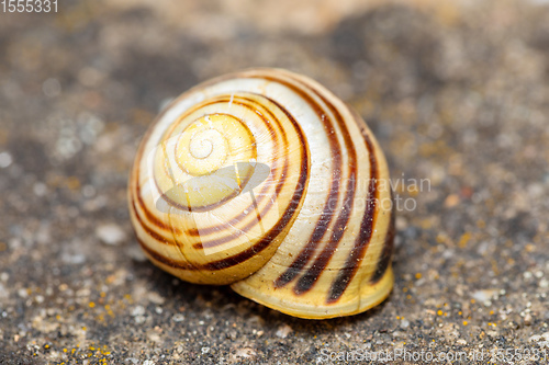 Image of Empty abandoned conch snail shell.