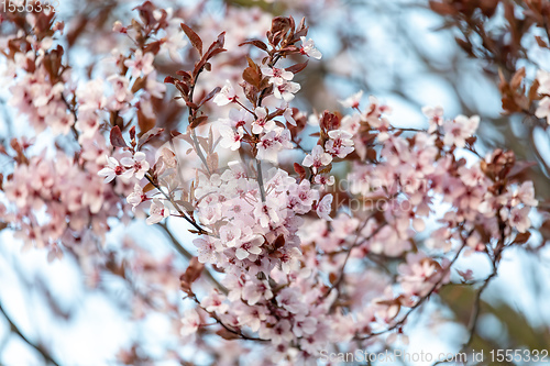 Image of cherry blossom, sakura tree in spring