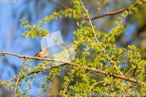 Image of small beautiful bird, common chaffinch