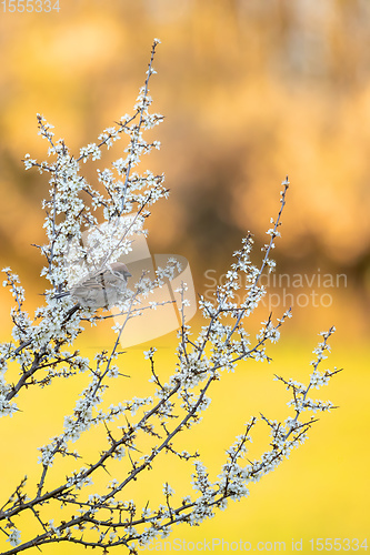 Image of Eurasian tree sparrow in flowering tree