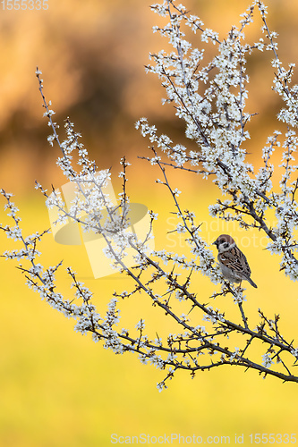 Image of Eurasian tree sparrow in flowering tree