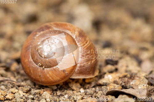 Image of Empty abandoned conch snail shell.