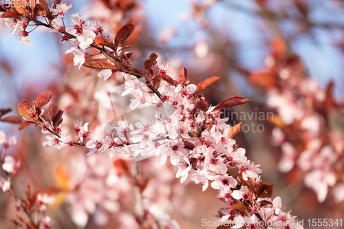 Image of cherry blossom, sakura tree in spring