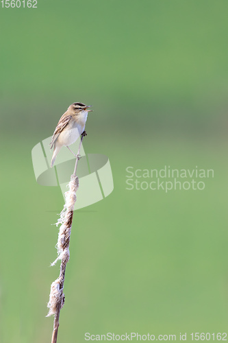 Image of small song bird Sedge warbler, Europe wildlife