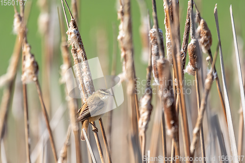 Image of small song bird Sedge warbler, Europe wildlife