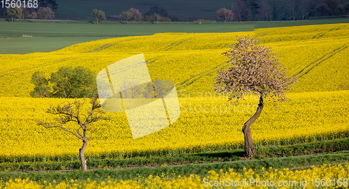 Image of Beautiful rape field summer rural landscape