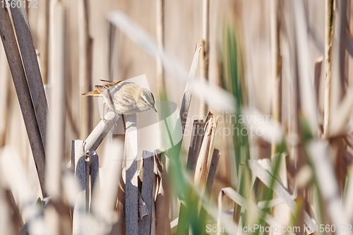 Image of small song bird Sedge warbler, Europe wildlife