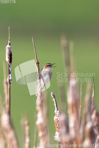 Image of small song bird Sedge warbler, Europe wildlife