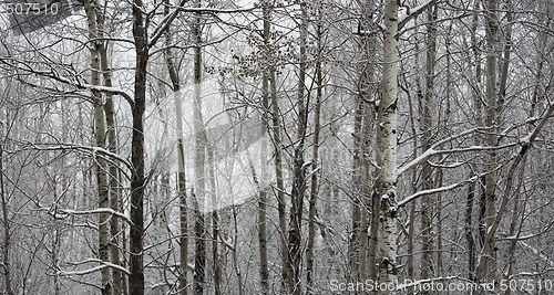 Image of North Woods Under Fresh Snow