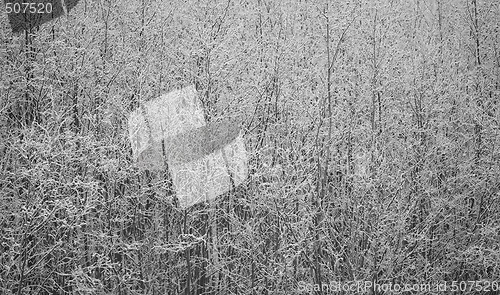 Image of Winter Thicket