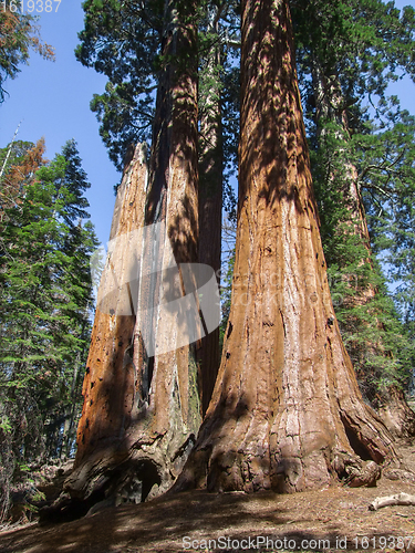 Image of Sequoia National Park