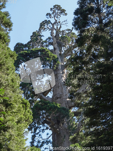 Image of Sequoia National Park