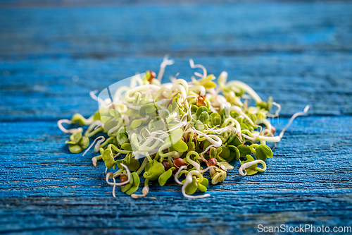 Image of Sprouted radish seeds