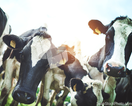 Image of We herd you were looking for cows. Shot of a herd of cattle on a dairy farm.