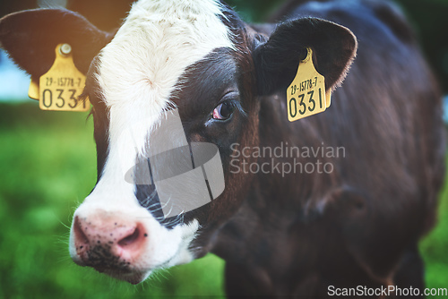 Image of Im an expert in the dairy field. Shot of a cow on a dairy farm.