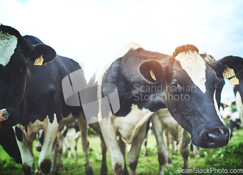 Image of The perfect spot to graze. Shot of a herd of cattle on a dairy farm.