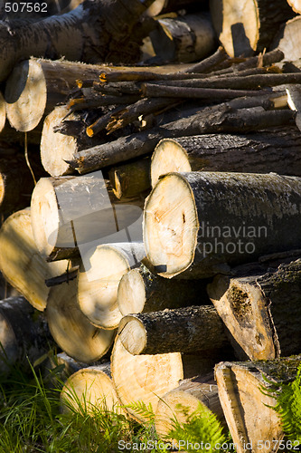 Image of Woodpile on a September Afternoon