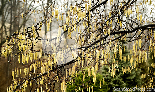 Image of Catkins  on a tree 